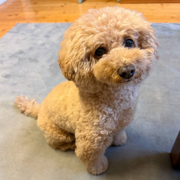 Dd16d3ea 8688 454e a221 b9a08a460dc3 1765839272171