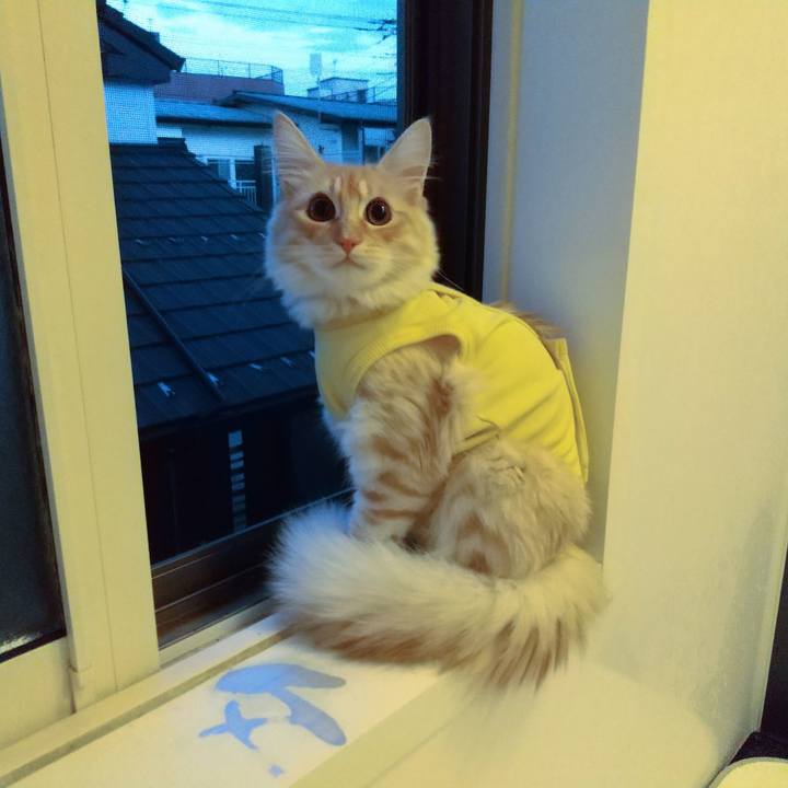 Dd1ab8fe 349b 4d0a 8e48 0c8eb2e2b88c 1614677083341