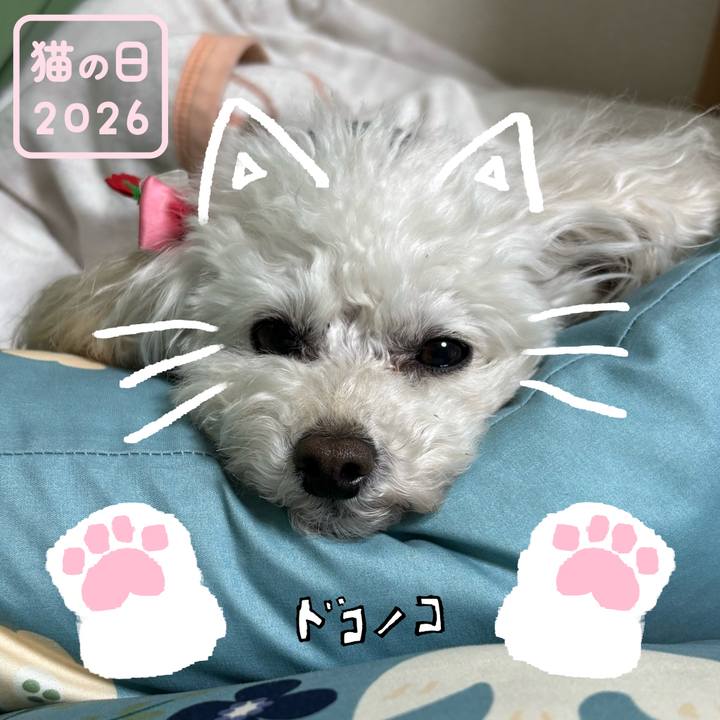 Dd1b8822 9d72 46a8 81bf d381e02f42c8 1771737328376