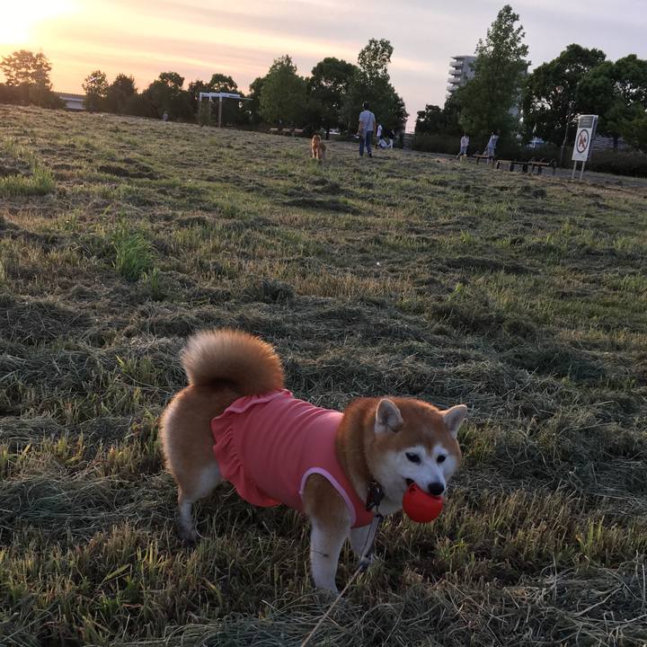 Dd1c822c 925b 4f5e b3b4 b6e70bf903be 1534594215338