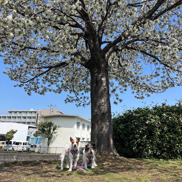 Dd1d6b84 3a8a 410b a82e f924b7b1598c 1774653510293