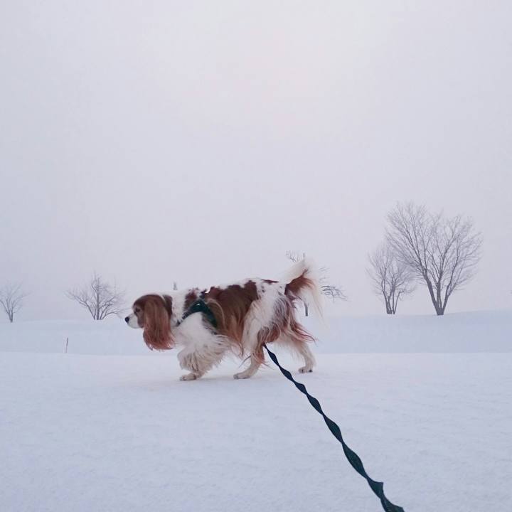 Dd1f69a9 e53c 45d8 9593 78e73ac93c4b 1519685258216