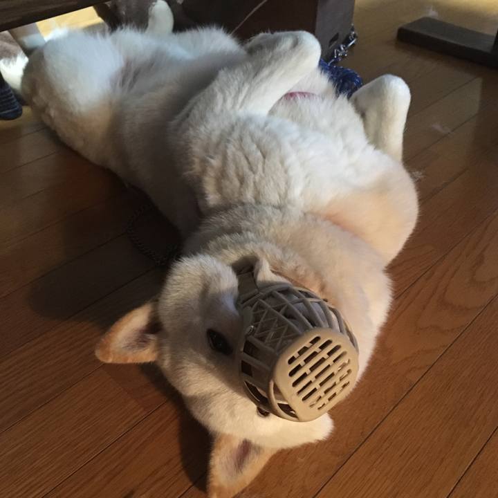 Dd200c06 76dd 487f a937 c5d4cbc7feb3 1545736303586