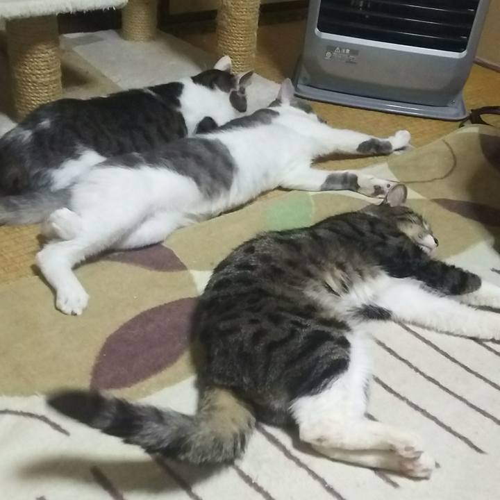 Dd228a2b 8a15 4baa 8c20 81146835bdef 1513527627681