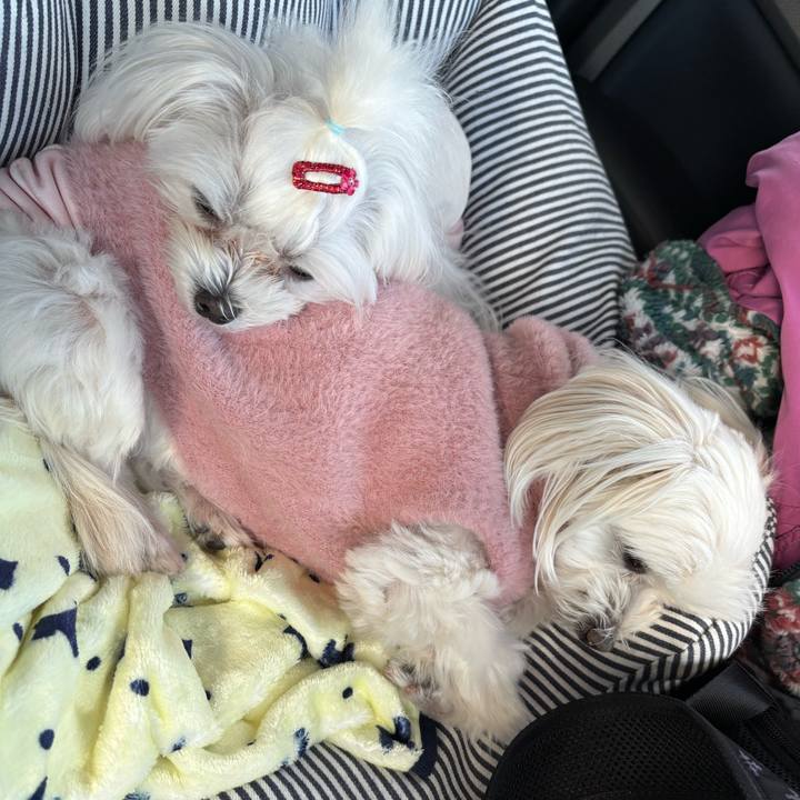 Dd277bd2 b180 4815 ba50 06eb3a898d24 1736241645406