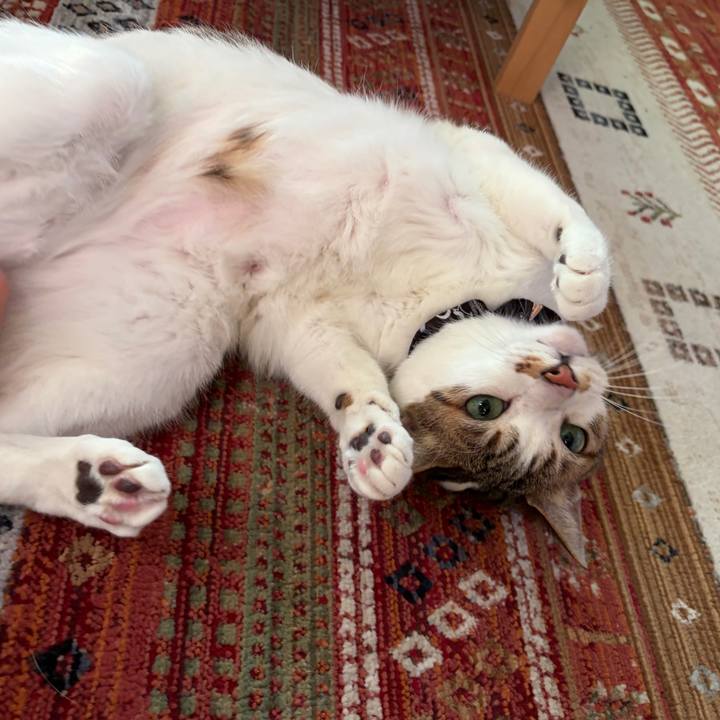 Dd278a2c 3adf 4a6c bb1f c1d8699677ca 1770012355218