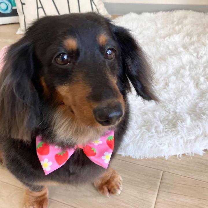 Dd28f834 db28 4033 85ad 99ecac28ede1 1679896701657