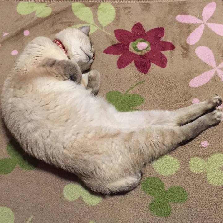 Dd2a2c35 1108 4ae7 ad2f ff067cfeac4b 1549626682585