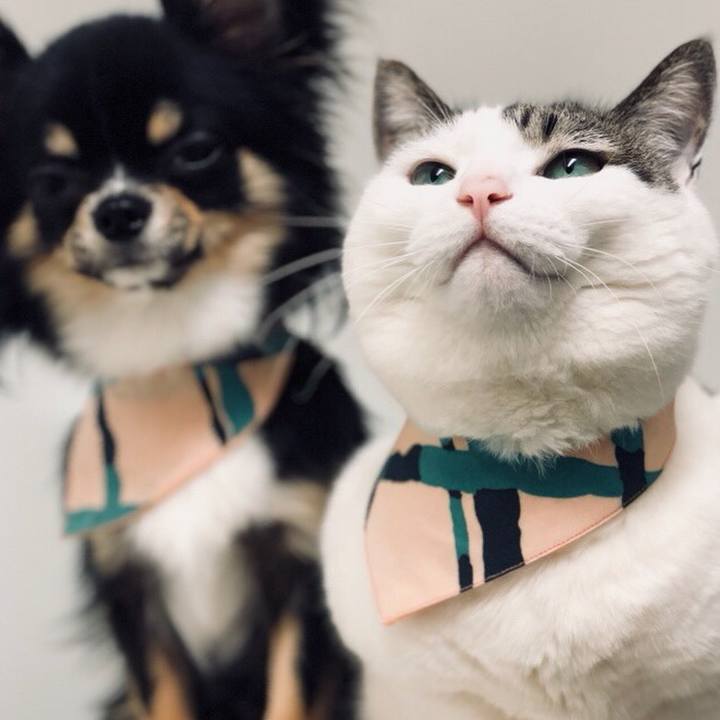 Dd2c26bb b284 4ac5 95de b8ad268f2936 1528291581458