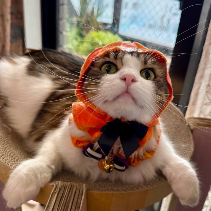 Dd315d7f e084 4382 813a 6059f5450730 1761882667023