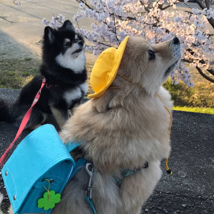 Dd322948 a885 485e 853c 41d9fe6e9fee 1586573222190