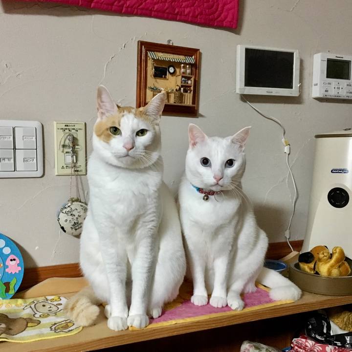 Dd36d1f4 fe60 4c7c 9b3f dccbd9b1e21c 1511795791602