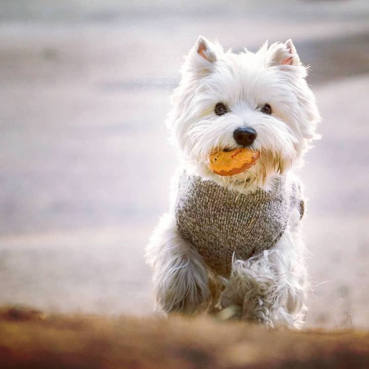 Dd3a38db 7c66 44c0 9816 e6b01d708da6 1524221326647