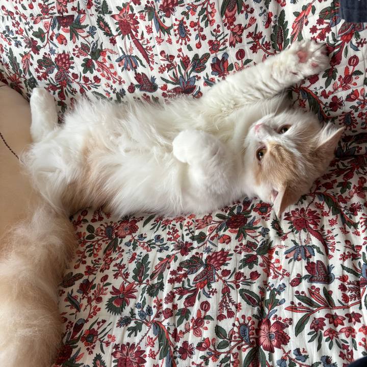 Dd407898 2ee4 44a8 a4e2 09e92a5a2373 1755559809577