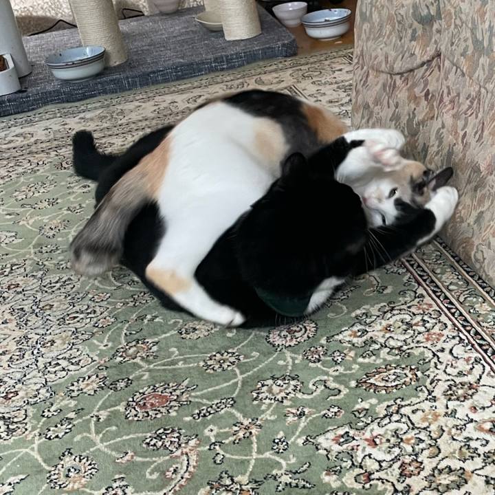 Dd408d58 98be 447f a5c1 770dcf53de1e 1726923208694