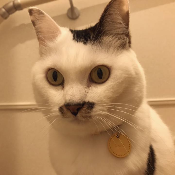 Dd4251cb 67a4 411c a5f3 e091789967ef 1547352180689