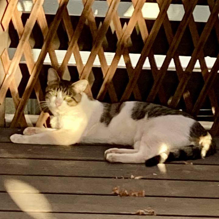 Dd5115ec f975 4486 bf3a d087318ec9b8 1760494737559