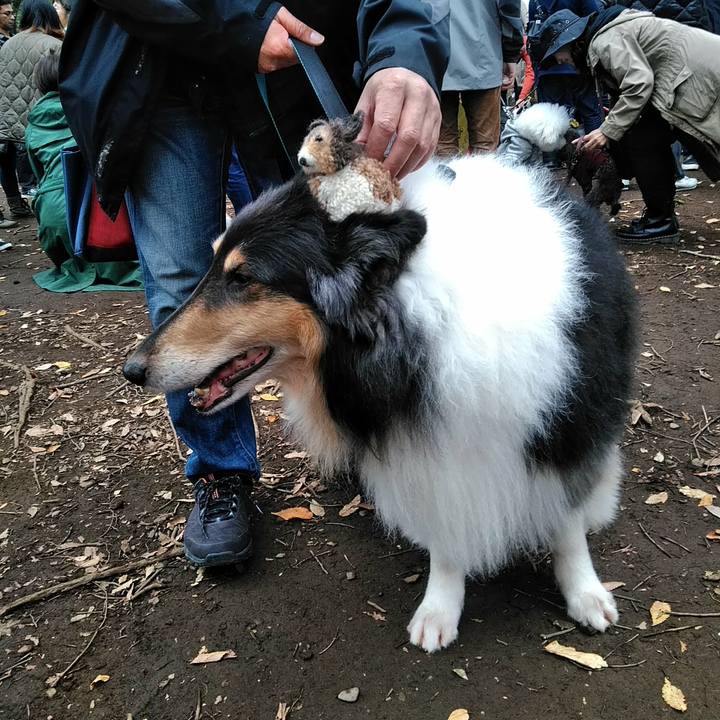 Dd513c35 ba9d 4945 8e65 160679790824 1509201145322