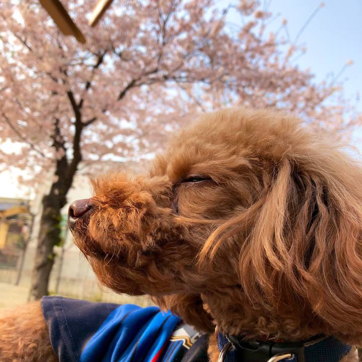 Dd525096 f7a4 43e6 8716 5f916306b044 1554620023532