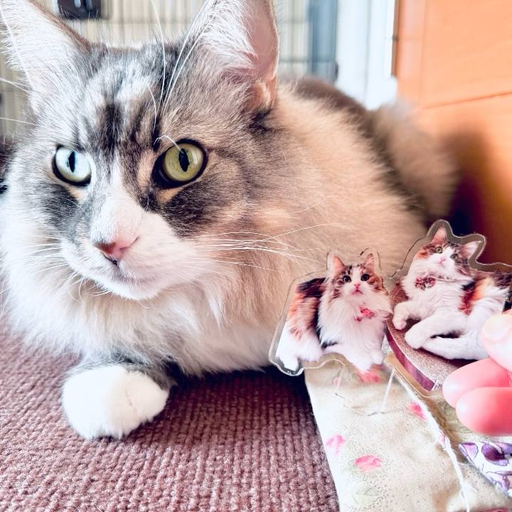 Dd57721c e86c 485b 98b8 1d95f8c2900f 1763219156441