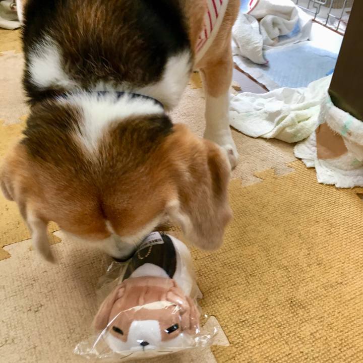 Dd5c240a bc16 4e2a 9aa3 650342f67116 1540957548258