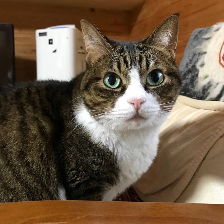 Dd60cc86 9c24 433a a1b2 6ee33c566deb 1541982580499