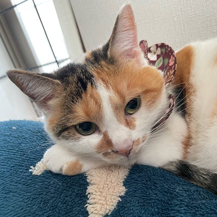 Dd6546ae 42ec 4611 be5e c4d6cf9f8490 1760152458477