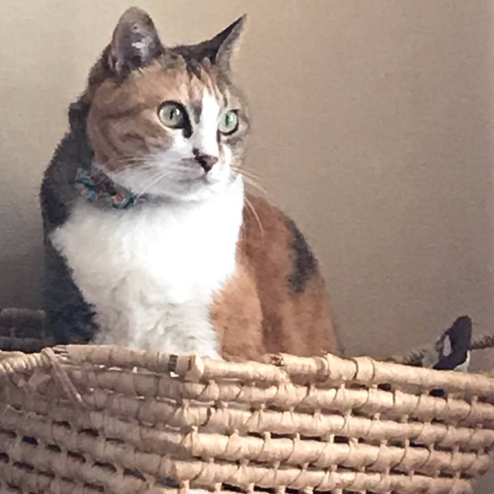 Dd66e77c 55c3 4dc5 93c2 0f39ee556cfc 1590036989544