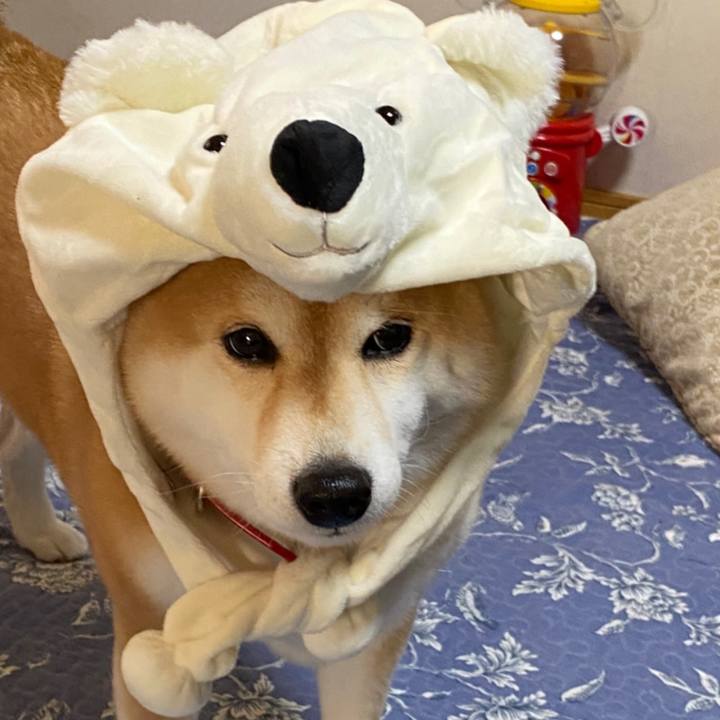 Dd6871af 17ef 41b7 a494 23adae932c8b 1575590663892