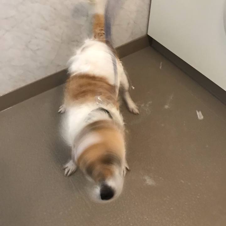 Dd69a370 b06d 4991 b385 4d24569b8bac 1559625591193