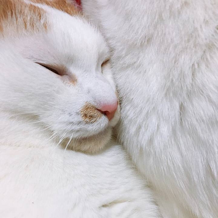 Dd6a088d e720 435d bae8 e42dc4e3ba37 1575038122838