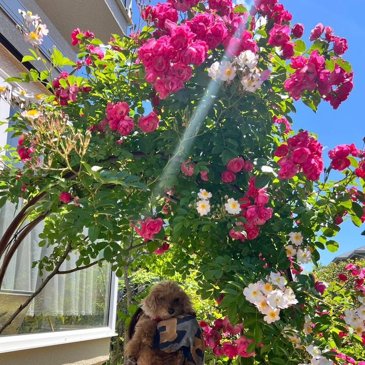 Dd6b9a9e 1c70 4cfb b0eb 65e117417d17 1685514973029