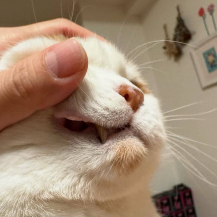 Dd71d16d 2a57 4872 a09b 4c0e4f6a88ef 1762437906201