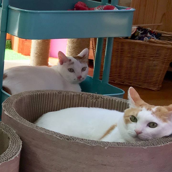 Dd7cbc7c a52c 4558 805f d194d6ce90cc 1533547689199