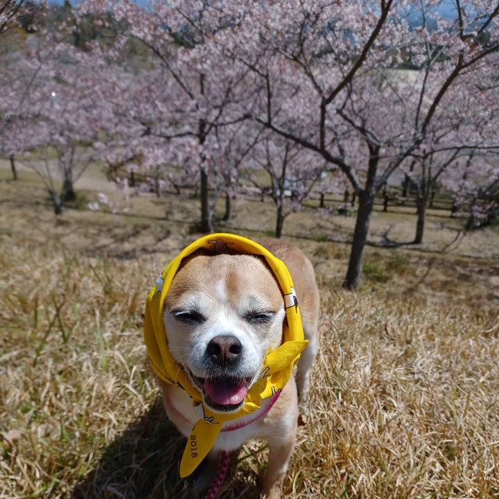 Dd7d29d9 b2a3 41c2 a177 8776e050baf8 1744430594243