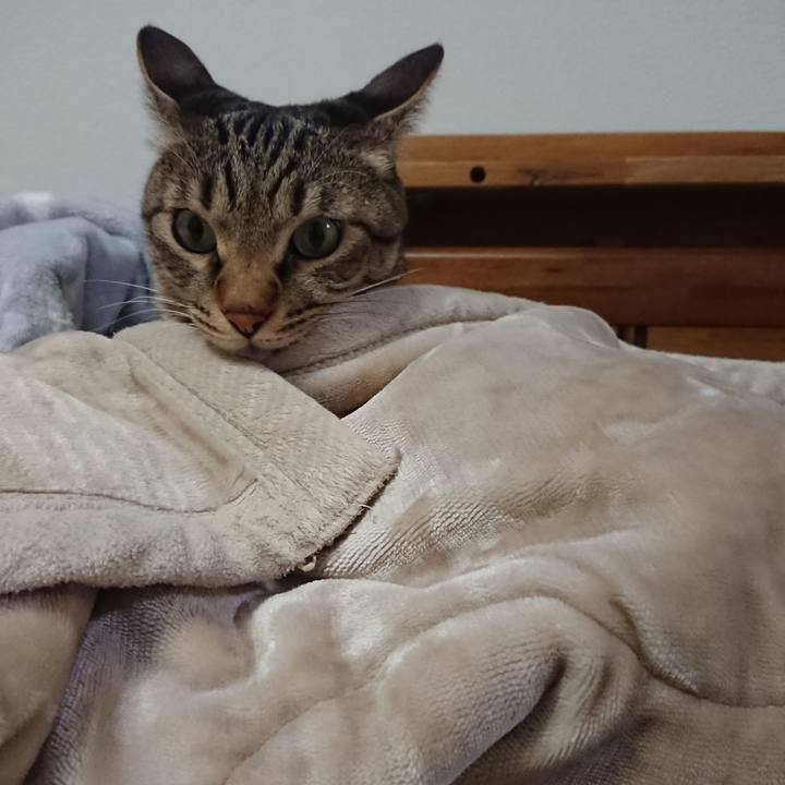 Dd8cbc37 fcb8 4ab9 91e7 79216a548d97 1574958853315