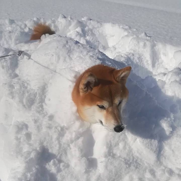 Dd90c4e4 3be4 4d99 b1bf 0617969a9f17 1517046743625