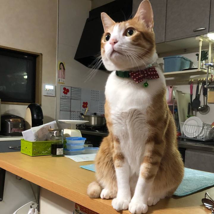 Dd963d38 8d68 419c be37 ed20f23339f5 1544794375059