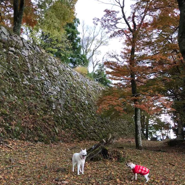 Dd988450 6dad 4572 b031 693e9c56d3b7 1511082193419