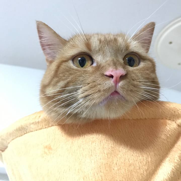 Dda0f414 83be 4f6d aea3 668cb93b02a9 1526264369674