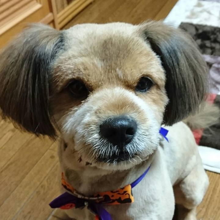 Dda7bf7e c15c 4a9d a22f 1f41428484e8 1539080243939