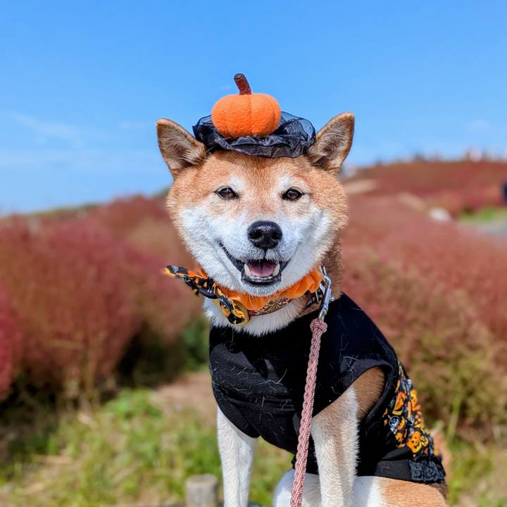 Dda823be 53d7 477f a7c0 ae9a0382e031 1761736422576