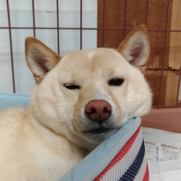 Dda9f737 a59d 48c9 a37c ca96f7ec0b84 1526211849250