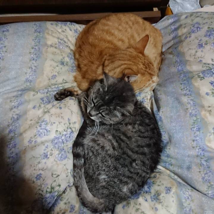 Ddaf63ea 8528 46ea 8d1a 95e9496c27c5 1589545749006