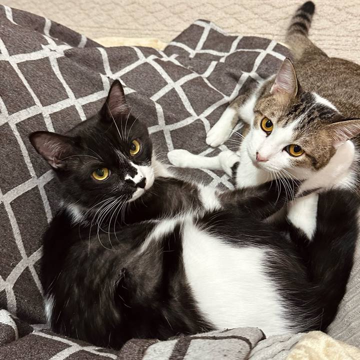 Ddb10a34 bbce 43c6 b754 b5dd1d44df05 1761819638792