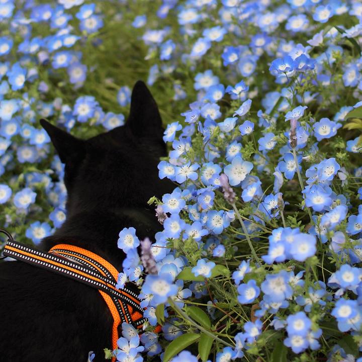 Ddb5a0da a955 4438 b0d0 fe2637488d98 1589517544267