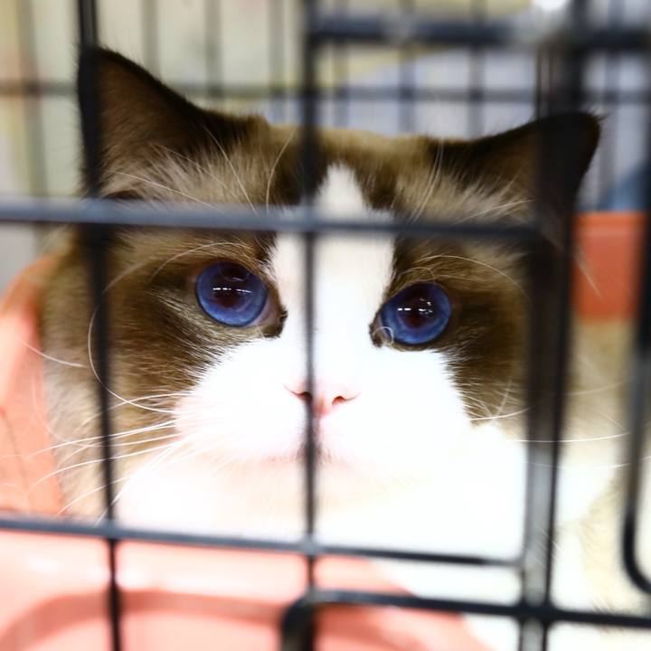 Ddb86ef4 d53a 4d21 ae67 2dce0fb02617 1766026123508