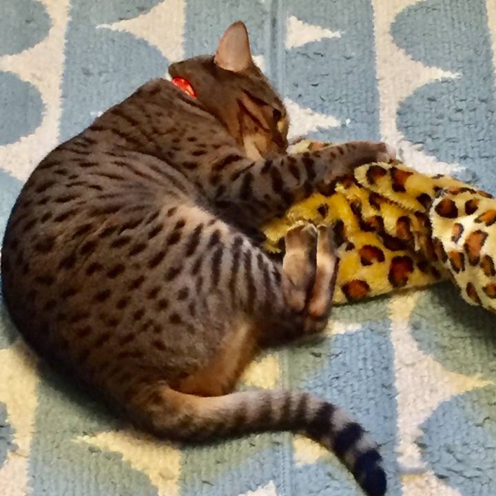 Ddbec626 d0bf 4f44 b48e 7d38e9e458e0 1522622387947