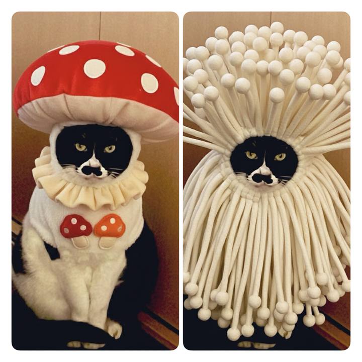 Ddc016cf 4435 469e 9d86 26d55eeba6a7 1766276329827