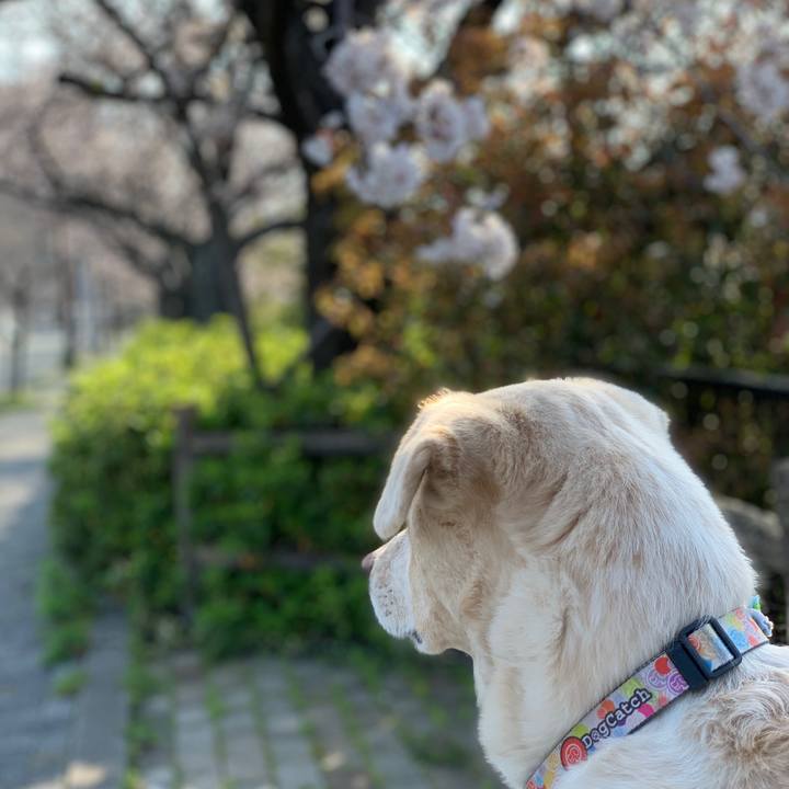 Ddc3b5c0 0e89 46cc 8393 107413327cbb 1554522718188